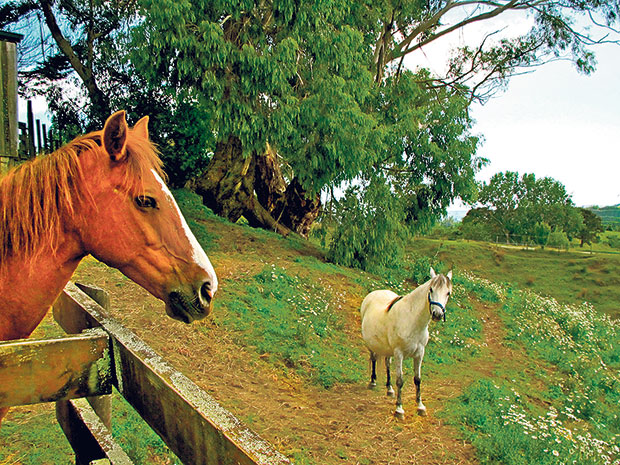 Hanging out with the horses at the French Country House. Photo / Tim Roxborough