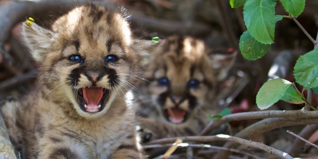 The kittens have been captured and ear-tagged as part of a study to see how the population copes with an urbanised and increasingly fragmented habitat. Photo / National Park Service