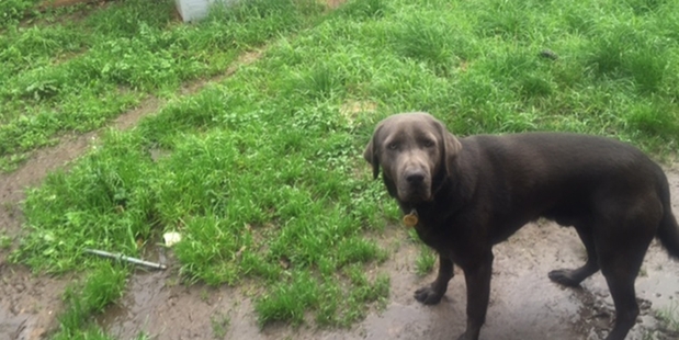 Allan Hearn's dog at the Hearn household in Waiuku chewed through an exposed fibre broadband cable installed by Chorus. Photo / Supplied