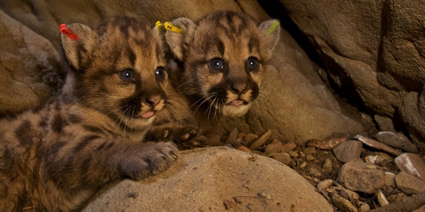 These mountain lion kittens are part of a litter of three, which biologists have dubbed P-50, P-51 and P-52. Photo / National Park Service