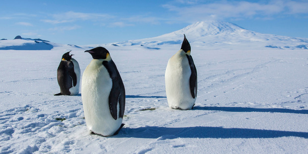 Emperor penguins at Mt Erebus. Photo / Anthony Powell © Antarctica New Zealand Pictorial Collection, 2015-2016