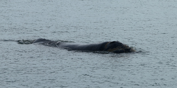 A Southern Right Whale was spotted in the Tauranga Harbour swimming not far off Sailsbury Wharf. 06 July 2016 Bay of Plenty Times Photograph by John Borren