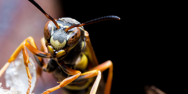 Paper wasps that send dishonest signals are aggressively punished, and the drubbing can have long-term impacts. Photo / Getty Images