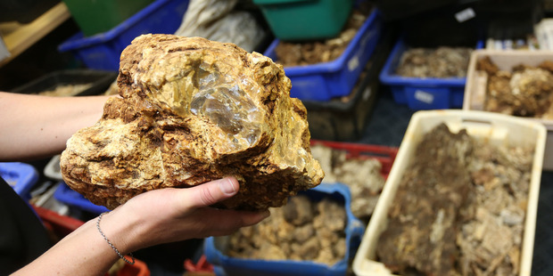 Stolen Kauri Gum allegedly found at the Scarlet Lounge in September. Photo / Michael Cunningham