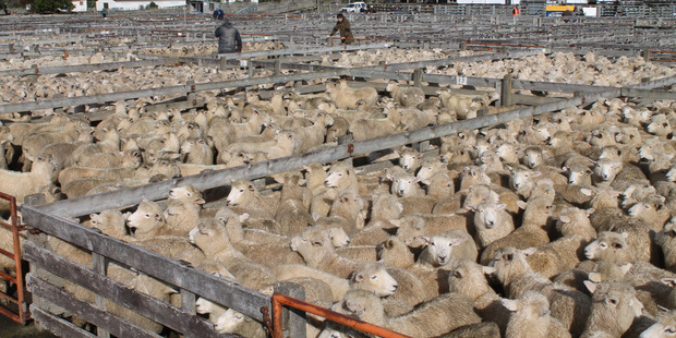 The lamb and wine markets may be hit harder by Brexit since they rely more heavily on the UK for exports than other sectors. Photo / File