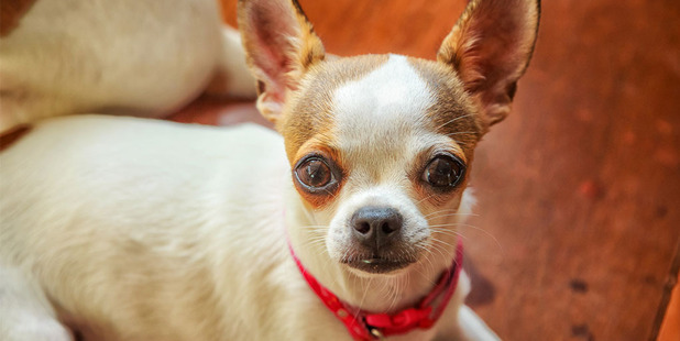 Chihuahuas are possibly the best-known tiny dog of all. Photo / Thinkstock