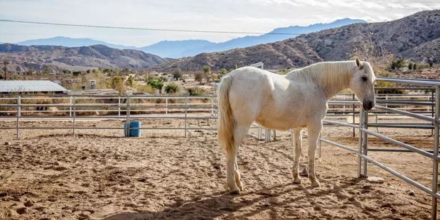 Crazy Horse Ranch Carriage House in Morongo Valley is a rescue centre for horses primarily, but also cats and dogs. Photo / Airbnb