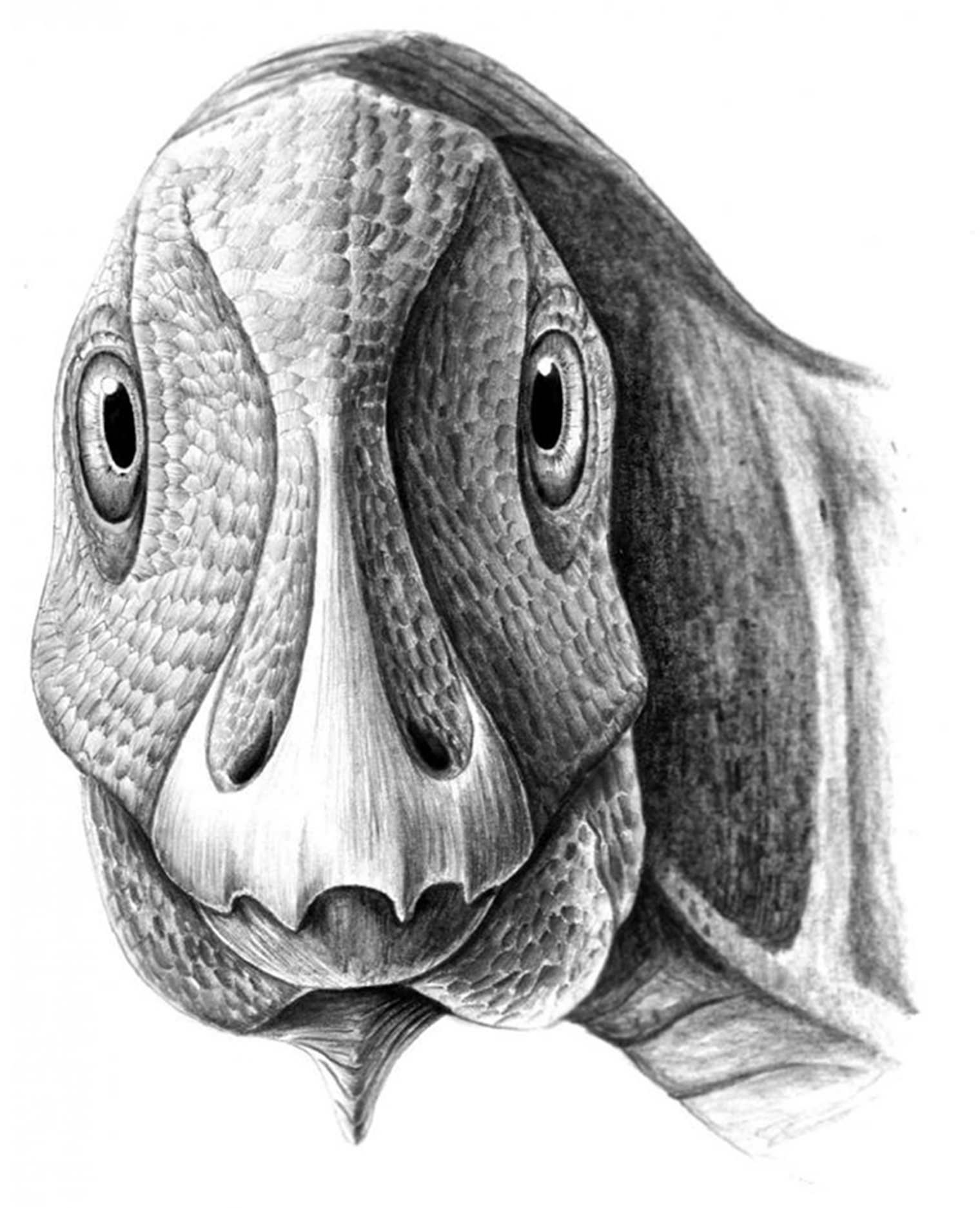 A reconstruction of the young, deformed Telmatosaurus individual, with the ameloblastoma just becoming visible on its lower left jaw. Photo / Mihai Dumbrav