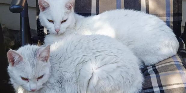 The house is also home to two white cats called Snowy and Lucky. Photo / Airbnb