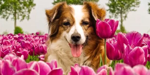 You'll be as happy as a dog in the tulips at this old Dutch style B&B. Photo / Airbnb