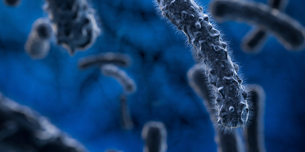 Once in a human system, the bacteria travels through the brain and spinal cord and can transform itself into melioidosis. Photo / iStock