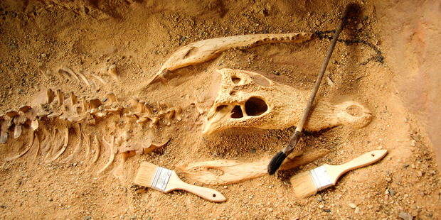 Doctor Bruce Rothschild studies ancient diseases in dinosaurs. Photo / iStock