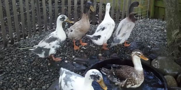 As well as various animals, including dogs, cats, ducks and goats, the owners operate an organic zero-waste lifestyle. Photo / Airbnb