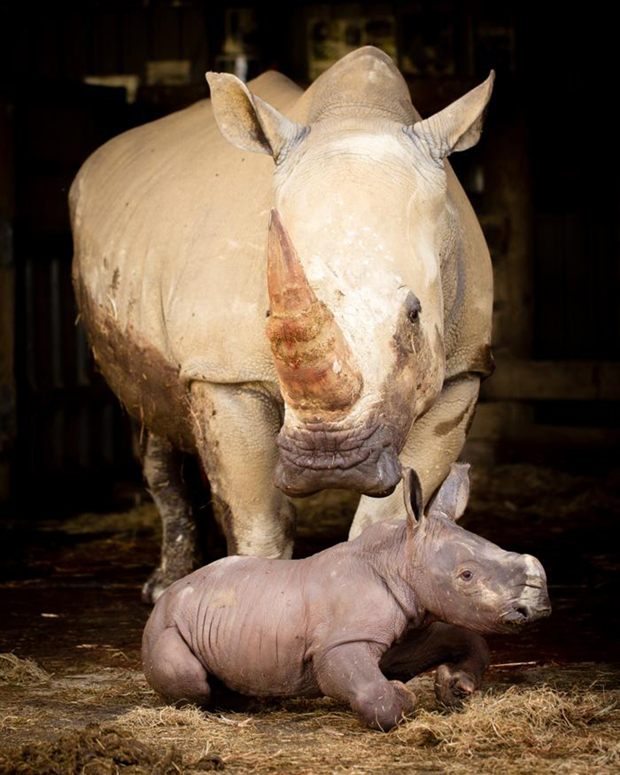The male calf joins his mother Kito and father Kruger. Photo / Hamilton Zoo
