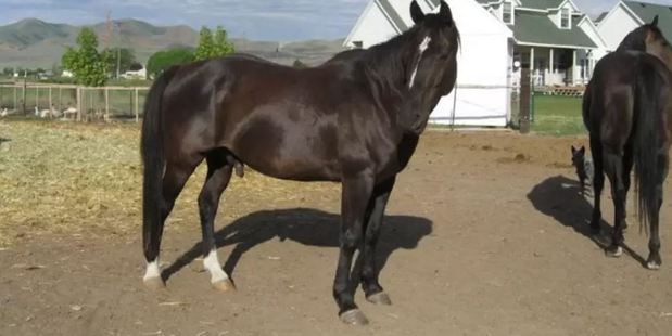 Horses and ponies are available to ride and there are plenty of wild deer, hawks, ducks in the canal. Photo / Airbnb