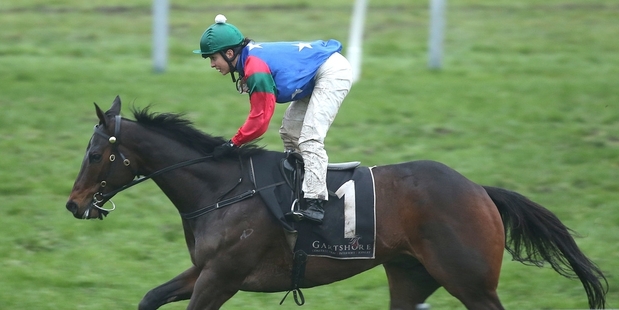 Mr Luigi, with Sam Spratt aboard, should be equal to the occasion again today at Te Rapa. Picture / NZ Racing Desk