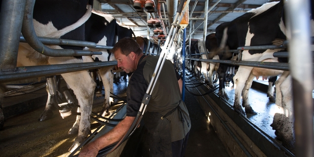 There is a good chance that Fonterra would stick with its current forecast of $4.25 next week, despite market price declines since then. Photo / Bloomberg