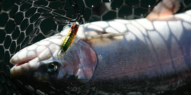 Bright coloured trout lures, like this traffic light Tasmanian devil, work well at sea. Photo / Geoff Thomas