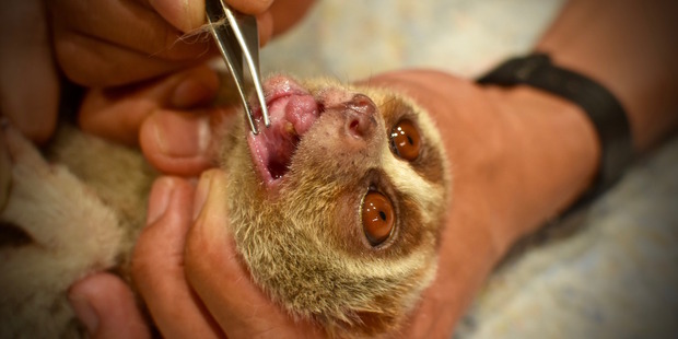 A severely injured male slow loris was discovered with no working teeth in Koh Samui last week. Photo / WFFT