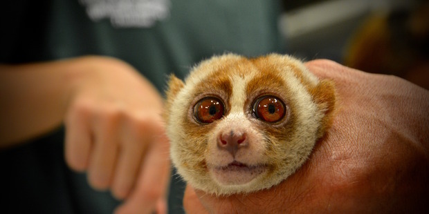 Boris the Loris will now lead a happier life. Photo / WFFT