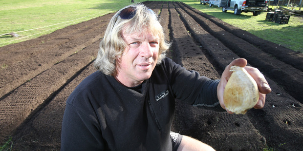 Karika Farms owner Karlos Millanta has swapped abseiling for garlic growing and is enjoying the lifestyle change. Photo / John Borren