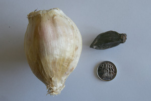 Elephant garlic from Karika Farms.
