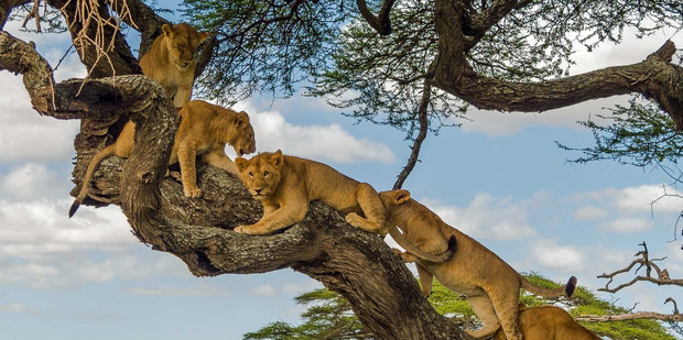 The pride of Lions in a very picturesque African tree after being spooked by a herd of Elephants.Photo/Zhayynn James via Caters News
