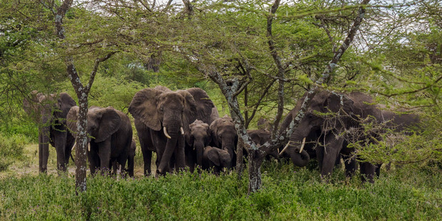James said the large herd of adult elephants and their calves arrived and the matriarch decided to charge in case they were a threat. Photo / Zhayynn James via Caters News Agency
