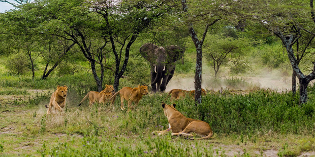 Photographer Zhayynn James, from India, captured the dramatic scene in the Ngorongoro Conservation Area in Tanzania. Photo / Zhayynn James via Caters News Agency