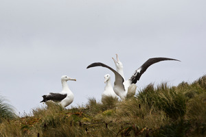 Dozens of albatross were killed during one fishing trip while an MPI observer was on board. Pictured are Southern Royal Albatross. Photo / Greg Bowker