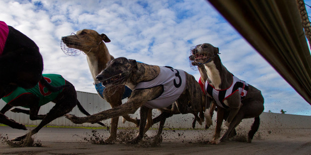 Racing Dogs In Motion. Greyhound action at the Auckland Greyhound Club, Manukau, Auckland. Photo / Brett Phibbs