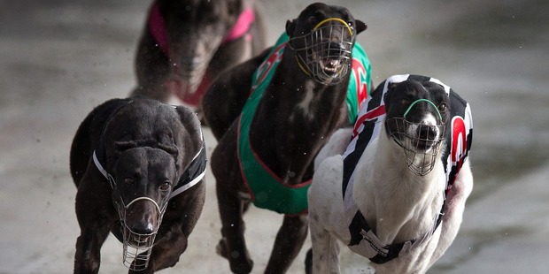Greyhound authorities have announced racing would resume in NSW tomorrow under increased surveillance and more security at the tracks. Photo / Brett Phibbs