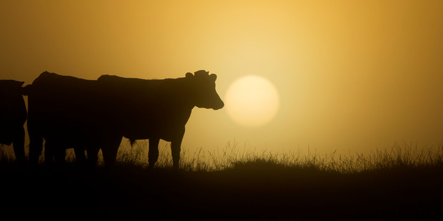 The Fire Service has been called to Poihipi Road following reports that a large number of cows were on the road. File photo / Brett Phibbs