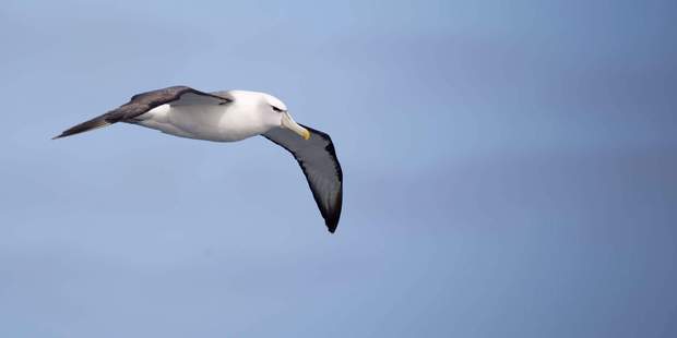 A Salvin's Albatross looks for food in the Southern Ocean. Photo / Greg Bowker