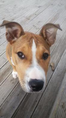 The dog that the girl was with.