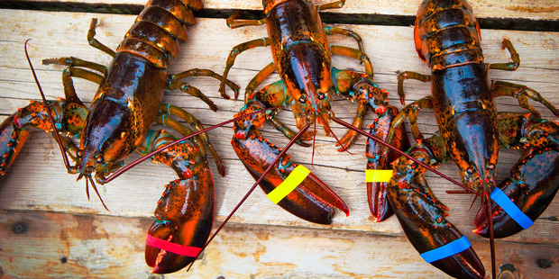 While the crustaceans had been destined for the cooking pot, the monks instead took them back out to sea. Photo / iStock