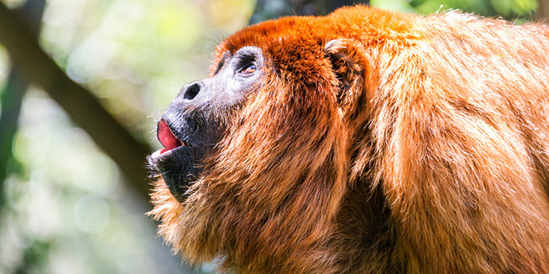 Seeing howler monkeys in Zambia? Not the holiday of choice for Kevin Pilley. Photo / Getty Images
