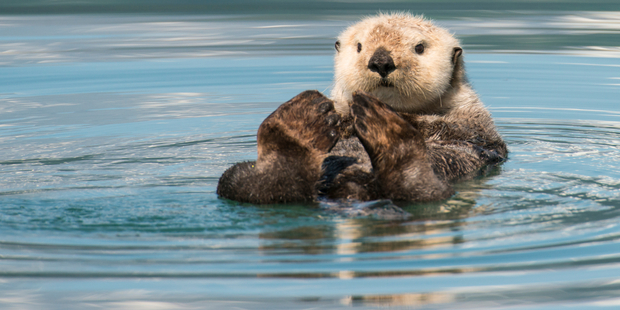 The sea otter, a voracious urchin-eater and possessor of the densest fur in the animal kingdom. Photo / iStock