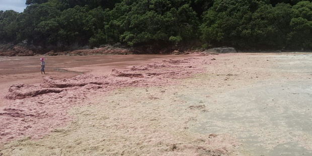 Matarangi Beach has turned red. Photo / Supplied