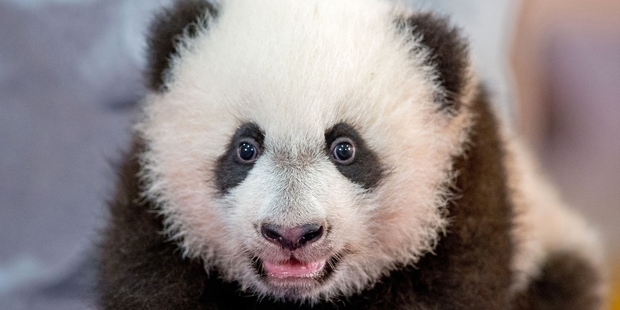 Bei Bei made his public debut yesterday in Washington. Photo / AP