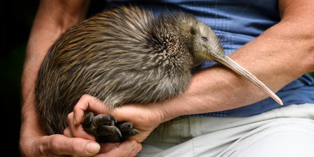 Kiwis release at Otanewainuku. Photo / George Novak