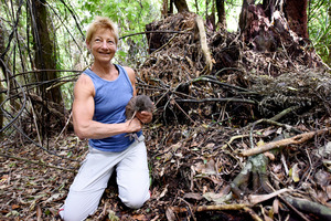 Kiwi monitoring group member Cheryl Petersen helped release two young kiwi into the forest. Photo/George Novak