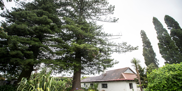 James Gilderdale's Norfolk pine is listed as a notable tree on the district plan. Photo / Michael Craig