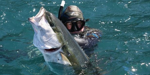 Kingfish are favourite targets for spearfishers.