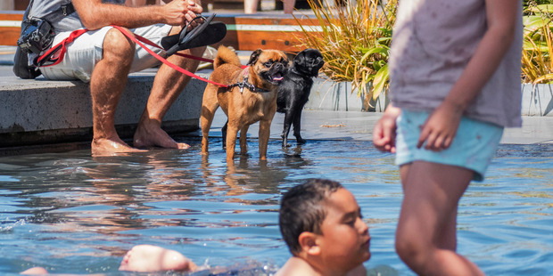 Tank (Golden dog) and his friend Echo (black dog) along with their owner Matt Holt, cool off with kids around the play area pool at Auckland's Wynyard Quarter. Photo / Steven McNicholl