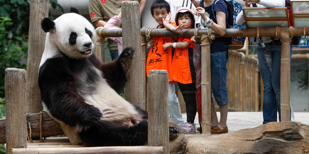 Visitors take souvenir photographs of Xing Xing, formerly known as Fu Wa, one of the two giant pandas from China at the Giant Panda Conservation Center at the National Zoo. Photo / AP