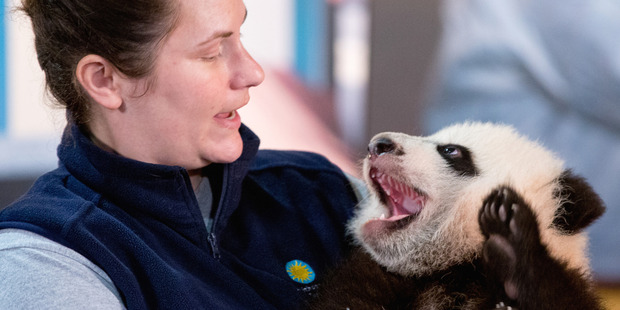 Animal keeper Stacey Tabellario holds Bei Bei, the National Zoo's newest panda and offspring of Mei Xiang and Tian Tian. Photo / AP