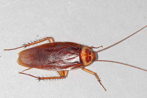 An American cockroach. Photo/file