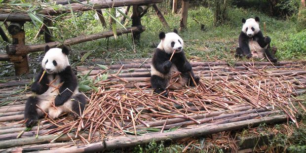 Giant Panda Research Breeding Base on the northern edge of the city of Chengdu, China. Photo / Supplied