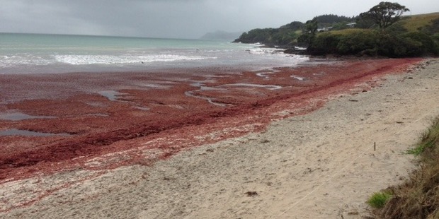 Local divers and surfers have also reported seeing the seaweed deep beneath the water. Photo / Supplied